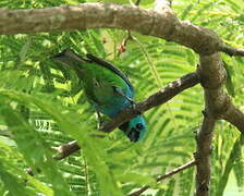 Green-headed Tanager