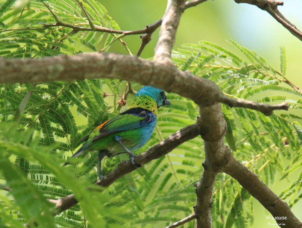 Green-headed Tanager