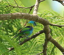 Green-headed Tanager