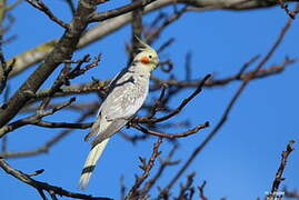 Cockatiel