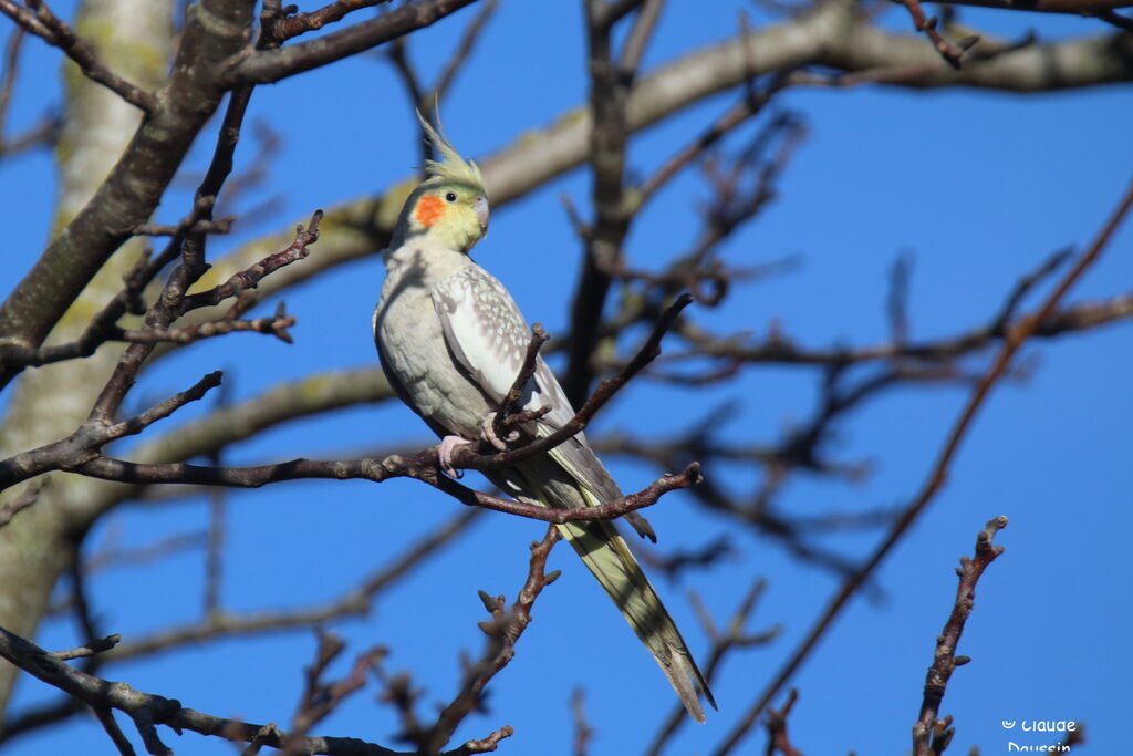 Cockatiel