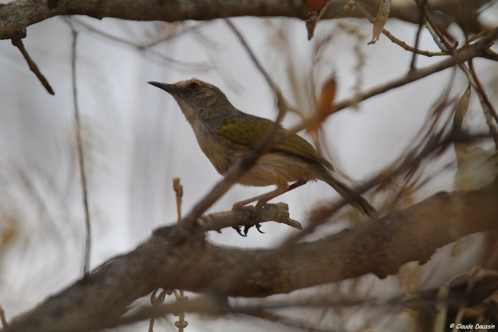 Grey-backed Camaroptera