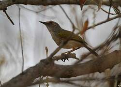 Grey-backed Camaroptera