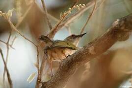 Grey-backed Camaroptera