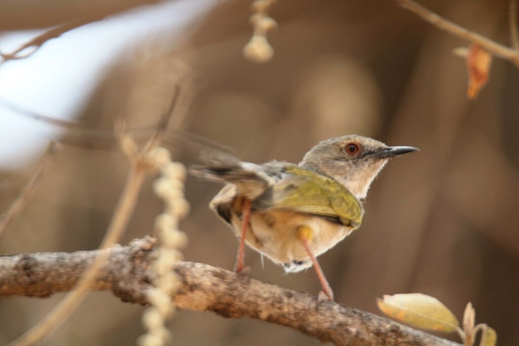 Grey-backed Camaroptera