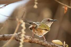 Grey-backed Camaroptera