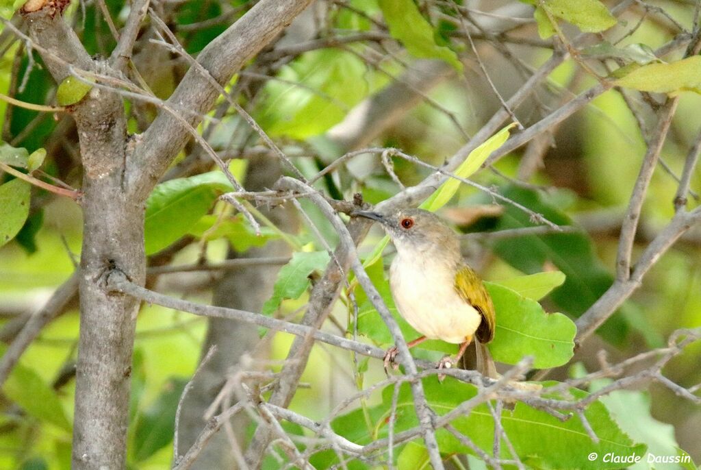 Grey-backed Camaroptera