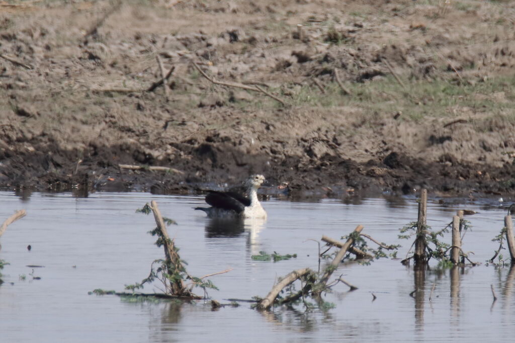 Canard à bosse femelle