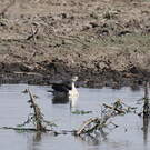 Canard à bosse