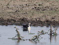 Knob-billed Duck