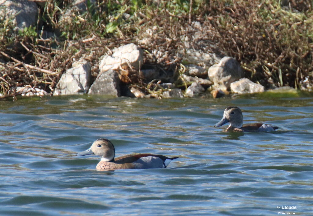 Canard à collier noir