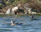 Canard à collier noir