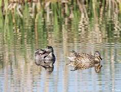 Gadwall