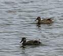 Canard chipeau