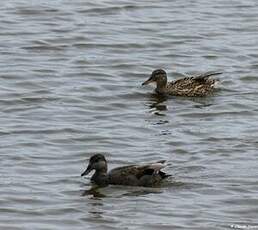 Canard chipeau