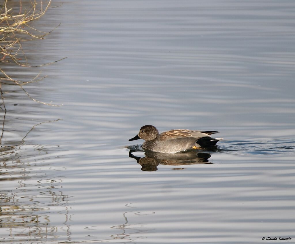 Canard chipeau