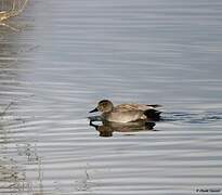 Gadwall