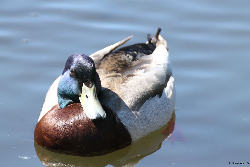 Canard colvert