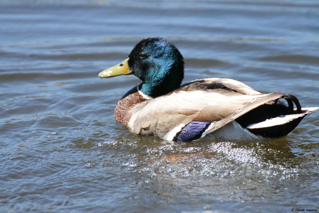 Canard colvert