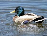 Canard colvert