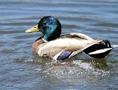 Mallard