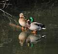 Canard colvert