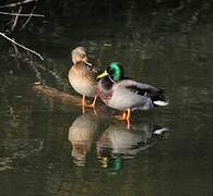 Mallard