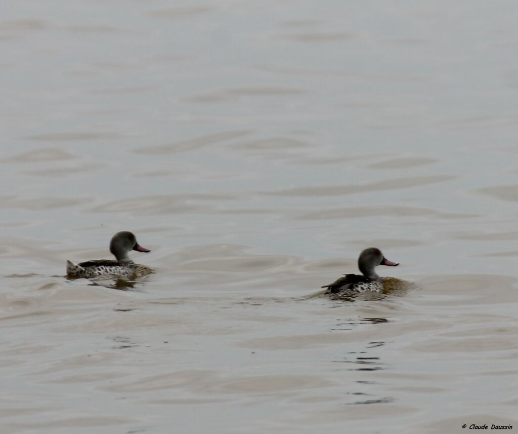 Canard du Cap