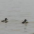 Canard du Cap