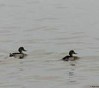 Cape Teal