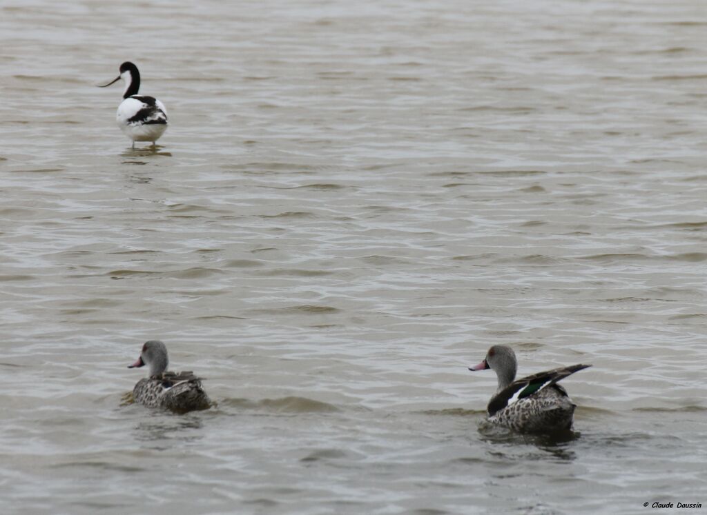 Cape Teal