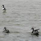 Canard du Cap