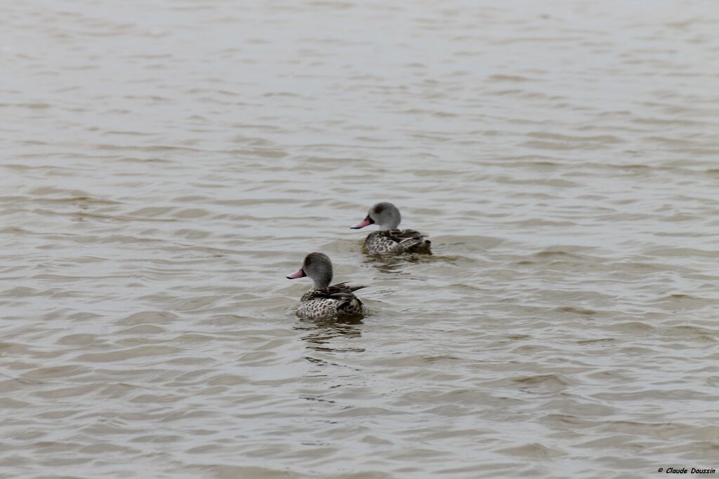 Canard du Cap