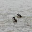 Canard du Cap