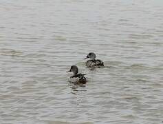 Cape Teal