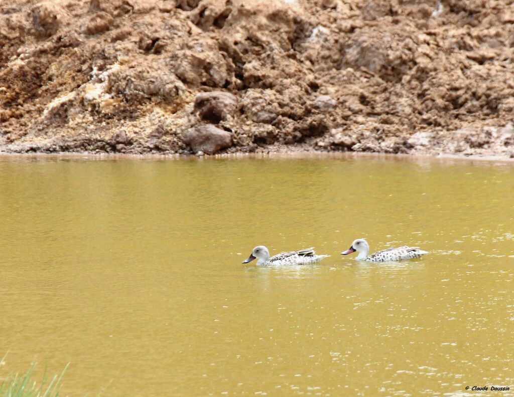 Cape Teal