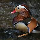 Canard mandarin