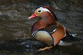 Mandarin Duck