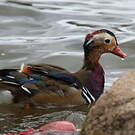 Canard mandarin