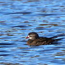 Canard mandarin