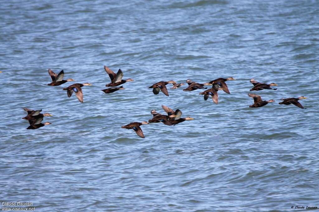 Canard noir, pigmentation, Vol