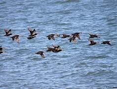 American Black Duck