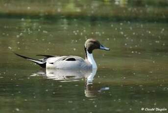 Canard pilet