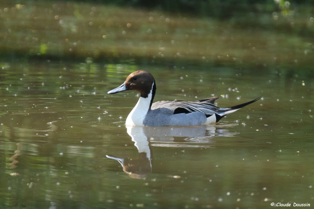 Canard pilet