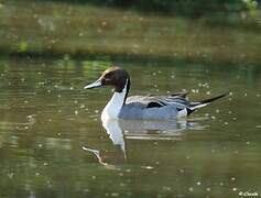 Canard pilet