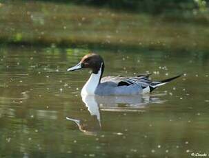 Canard pilet