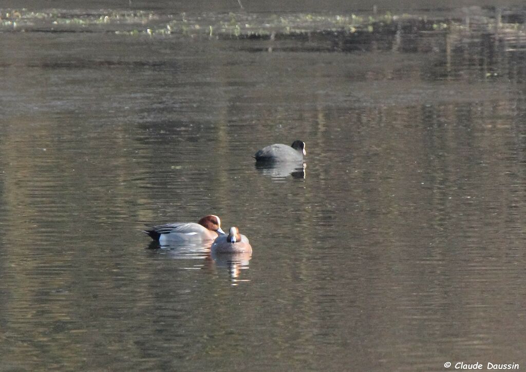 Canard siffleur