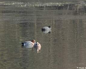 Canard siffleur