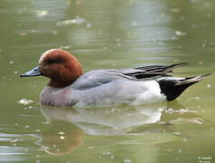 Eurasian Wigeon