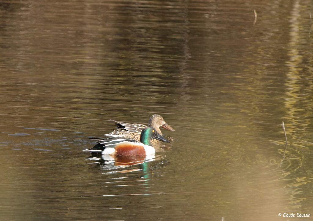 Northern Shoveler